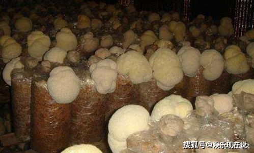 种植猴头菇的盈利空间大吗？市场需求稳定吗