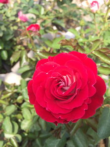 换品种技巧：去旧换新，保留叶数