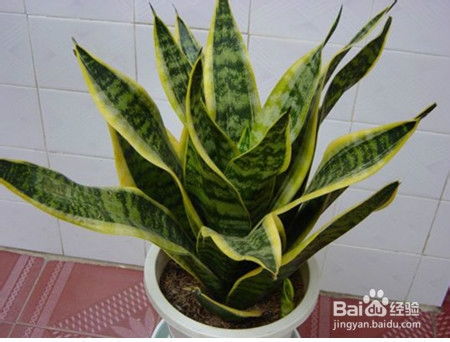 金边虎尾兰养殖方法和虎皮兰种植要点有哪些