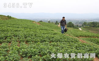 大豆田高效除草技术与管理策略中，如何根据土壤类型选择合适的除草剂？