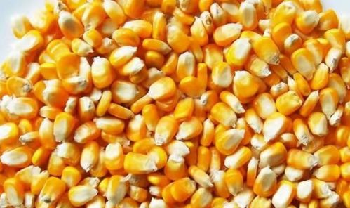 玉米防虫打药时间表