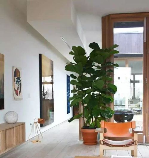 琴叶榕——北欧风家居标配