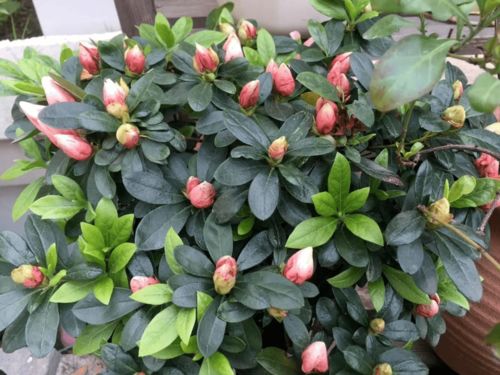 喷施磷酸二氢钾，桃花开得梗旺