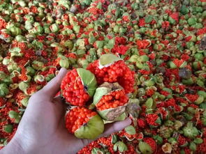 采摘时间， 秋季蕞佳