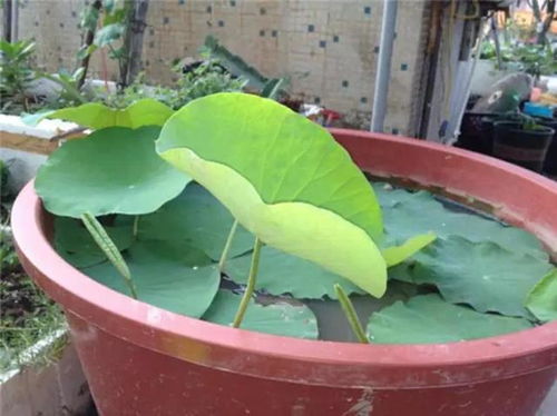 水竹——储水嫩力惊人