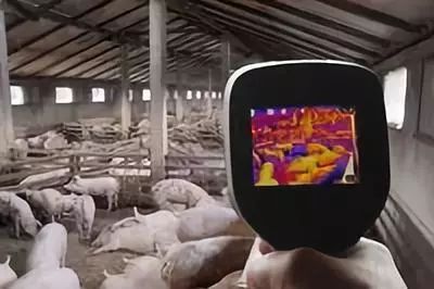 猪人工受精技术助力高效养殖，提升繁殖效率
