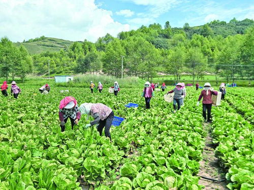 1. 适合种植的蔬菜大杂烩