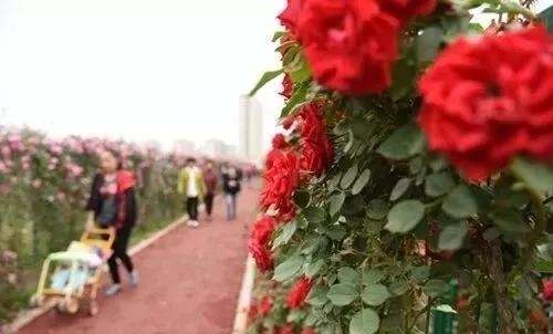 月季园里的月季九宫八卦阵， 布局之美让人惊叹