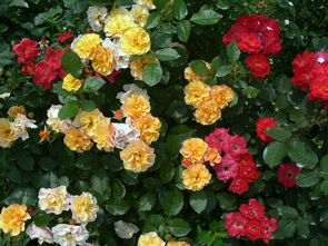 第四步：结合其他特征综合判断