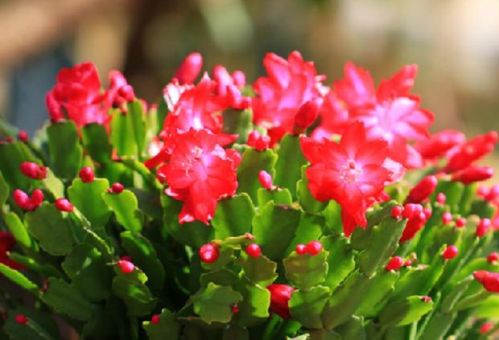 蟹爪兰养护要点