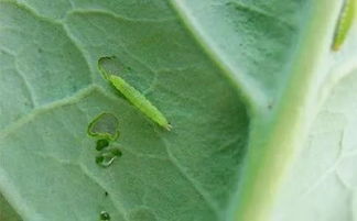 效果最好的虫子：吡虫啉的杀手锏