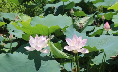 睡莲泡茶的体验