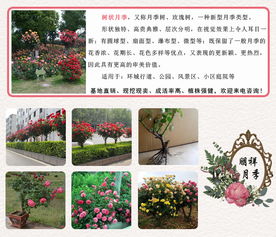 一、 月季花的简介