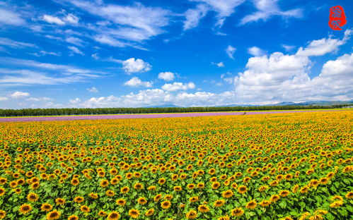 万寿菊：容易栽培的小绿植