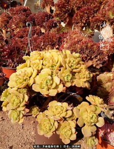 基因固化法：嫁接锦基因， 让多肉自带魅力