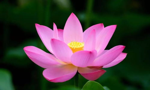 花开了天气变好了？