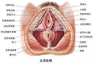 有性生殖和无性生殖，本质区别是什么