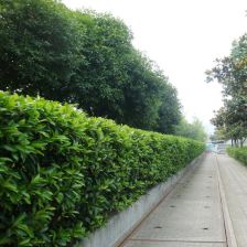 耐寒藤本植物：适应北方严寒的宝贝