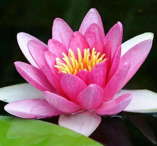 睡莲的花语和寓意各不相同，请问红色、白色、蓝色睡莲分别代表什么象征意义呢