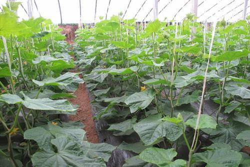 乙草胺，是个啥东东？