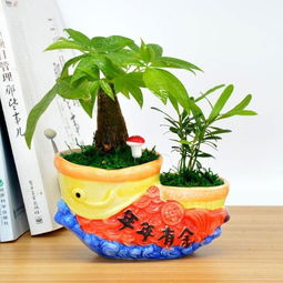 虞美人盆栽的益处