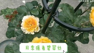 德国ADR月季认证：揭秘神秘的花卉品质标准