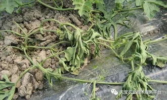 农药的选择和使用