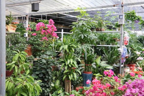 低价购得绿植宝