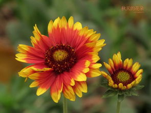 秋天花儿的别样篇章