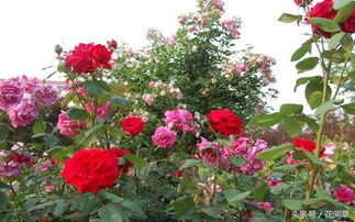 怎么让月季花春化成功呢？