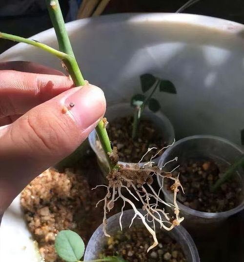 五月份种植多肉植物需要注意什么？