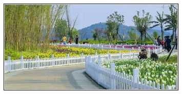 节日庆典的美丽点缀