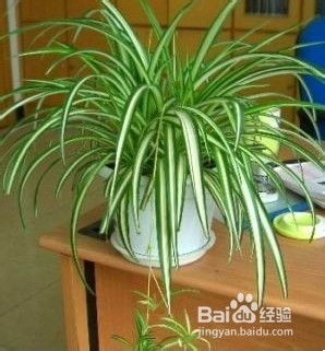吊兰怎么养护？如何让新买来的吊兰快速适应新环境