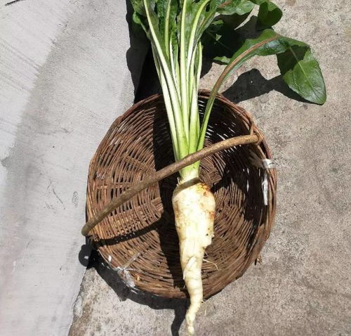 睡莲花泡水，保护肝脏的守护神