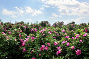 毛伊岛日出月季的品种特点