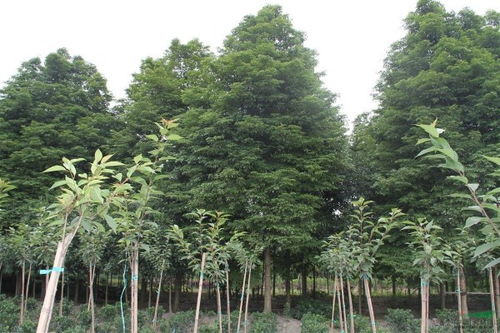 桢楠树产地，你了解吗？