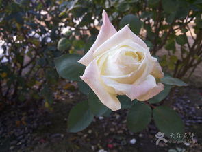 波特梅里恩村的故事