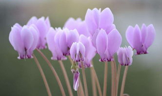 仙客来花粉如何去除？保留花型