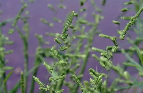 丁草胺：对付稗草的利器