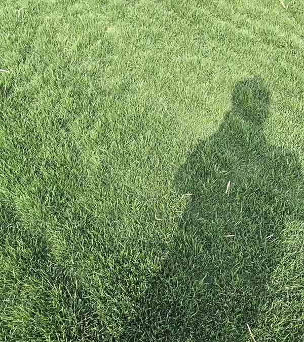 地肤种子如何播种？详细种植步骤和技巧分享