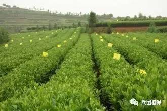 绿色防控，守护农业健康——创新病虫害治理之道