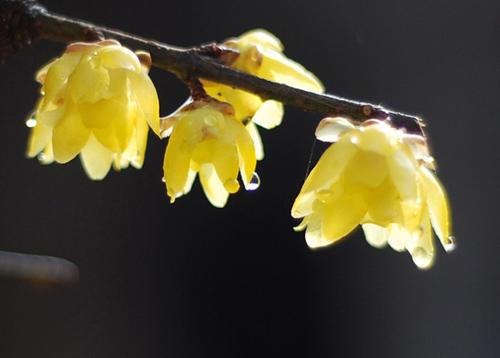 腊梅花的果实之谜