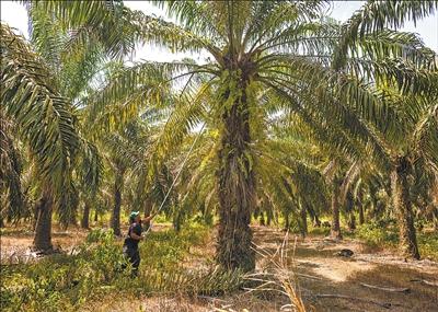 棕榈树为何在北方不后来啊？揭秘气候、 品种与授粉真相