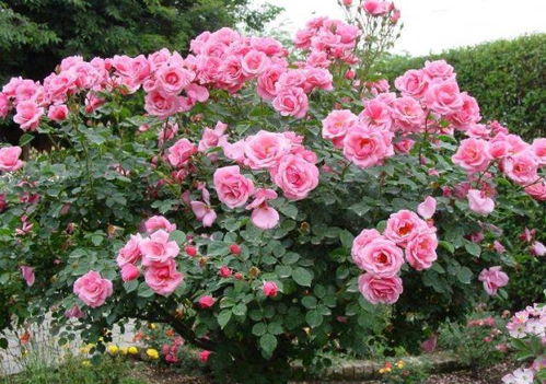 四季海棠：马路边的风景