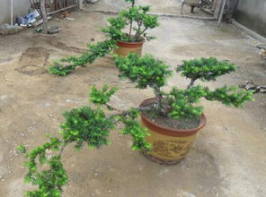 养护大法， 让红豆杉茁壮成长