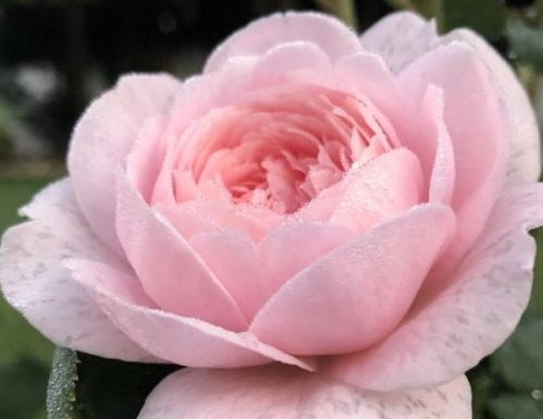 判断月季是否需要浇水的方法