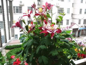 耧斗菜与宿根福禄考：耐寒好养的花卉