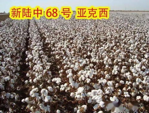 脱叶剂的作用原理