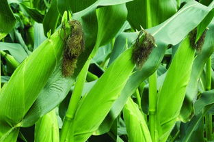 异丙甲草胺：花生田除草的好帮手