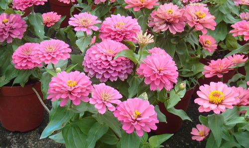 庭院春天草本花种大盘点！